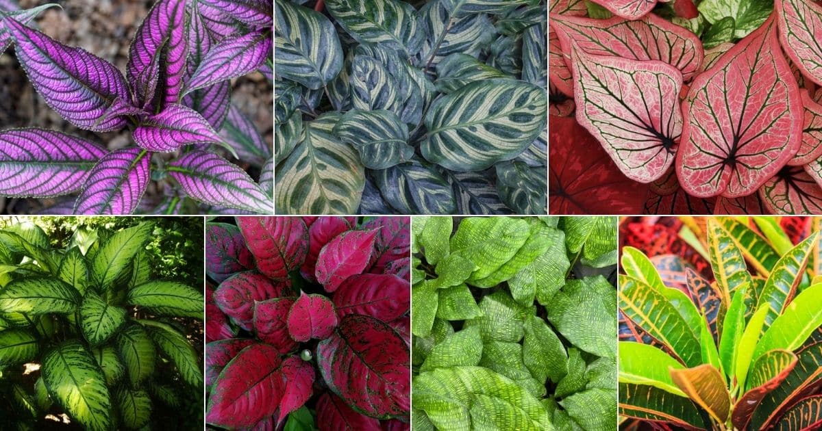 30 Popular Plants with Big Leaves (With Names and Photos) facebook image.