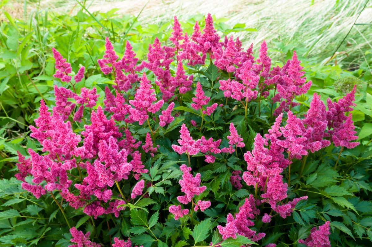An Astilbe in vibrant pink bloom.