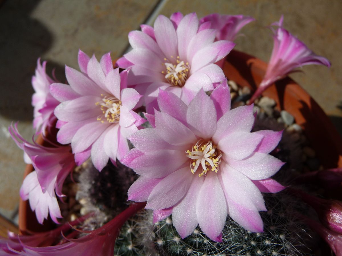 Aylostera Cactus with blooming pink flowers.