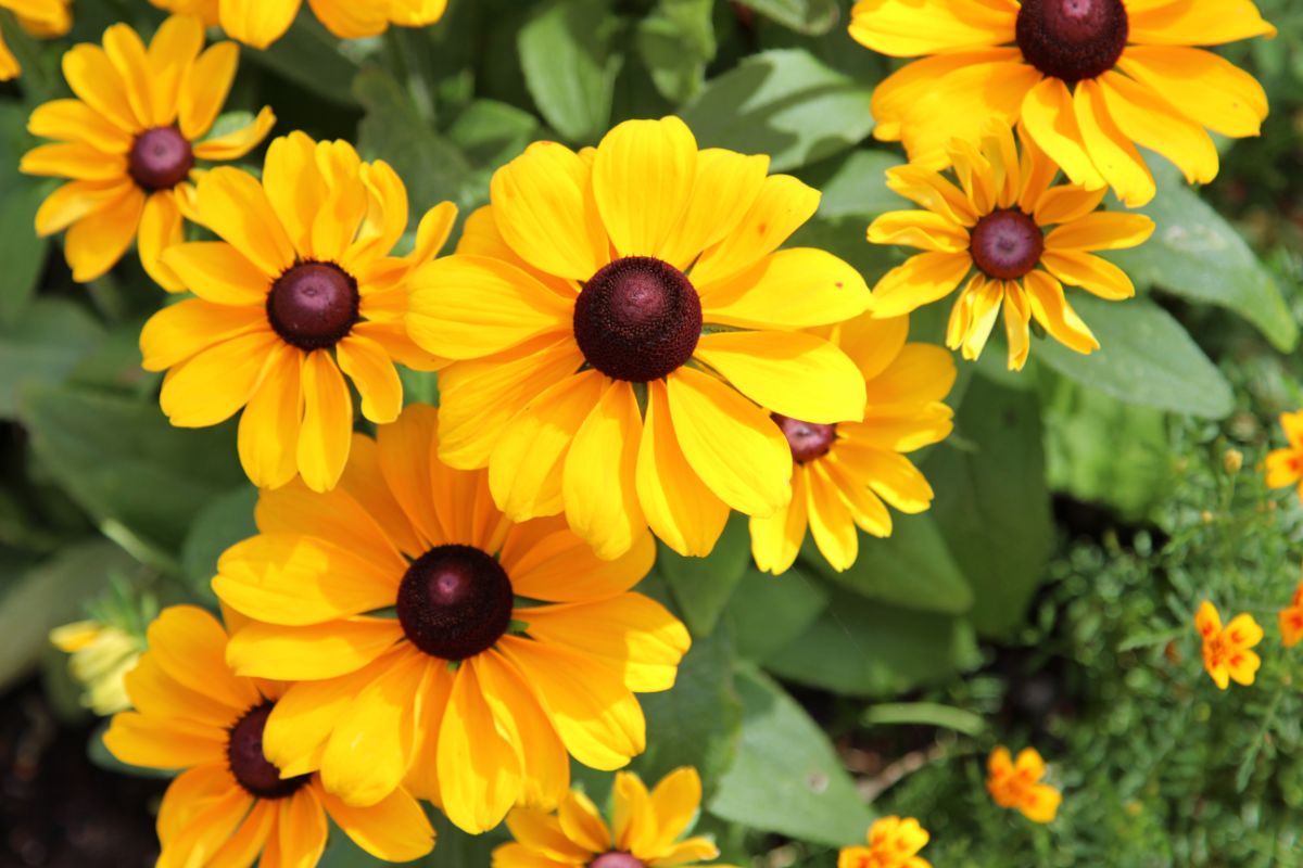 A close-up of Black-Eyed Susan yellow flowers with black centers.