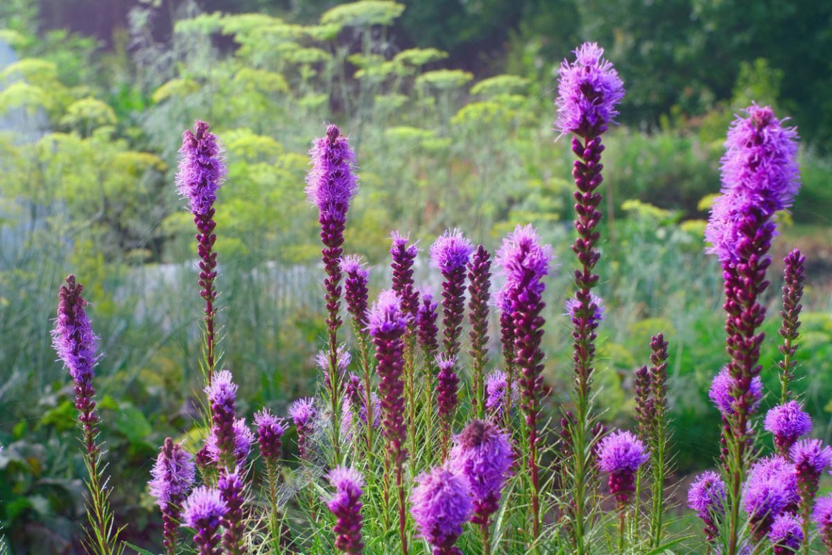 Stalk-like purple flowers of Blazing Star plants.