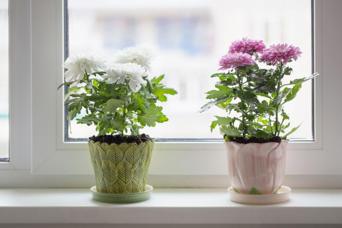 Two Chrysanthemums of different colors in pots on a windowsill.