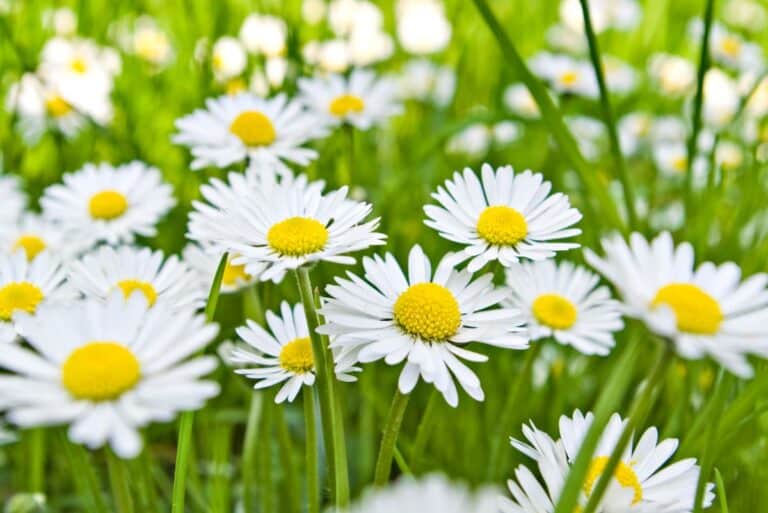 30 Most Popular Plants and Their Meanings