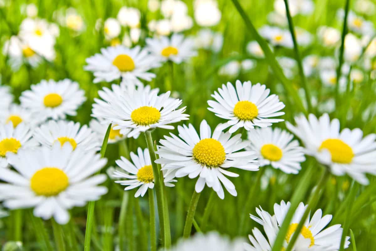 A field of white Daisies.