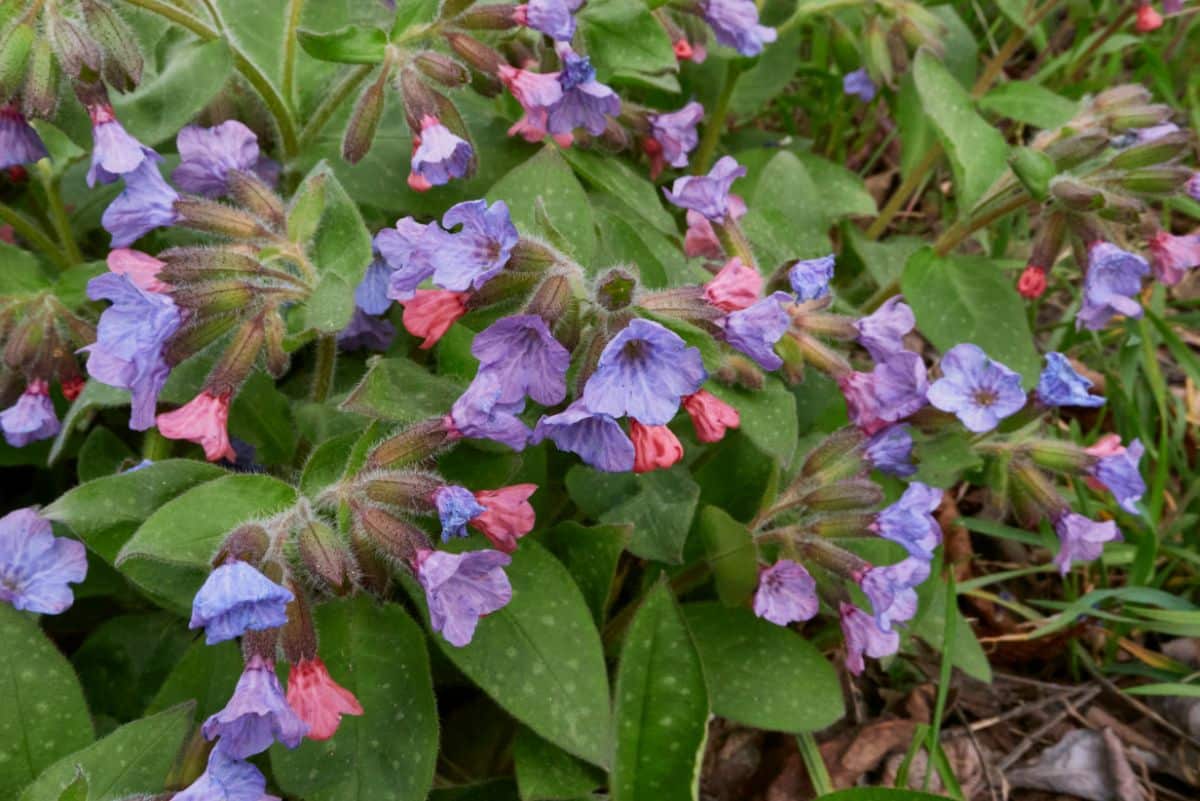 Lungwort plant in full bloom with red and purple petals.