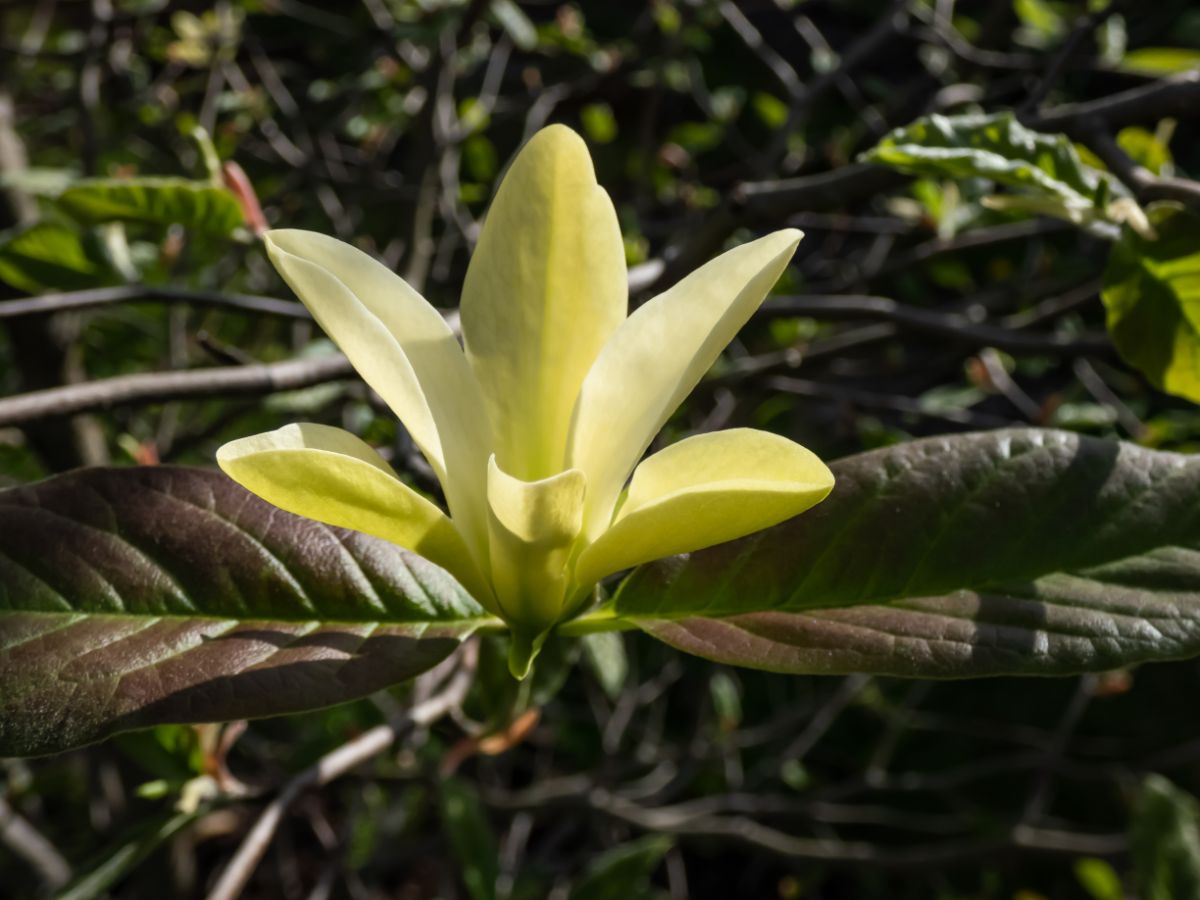 Cucumber Magnolia (Magnolia acuminata) white-yellowish flower.