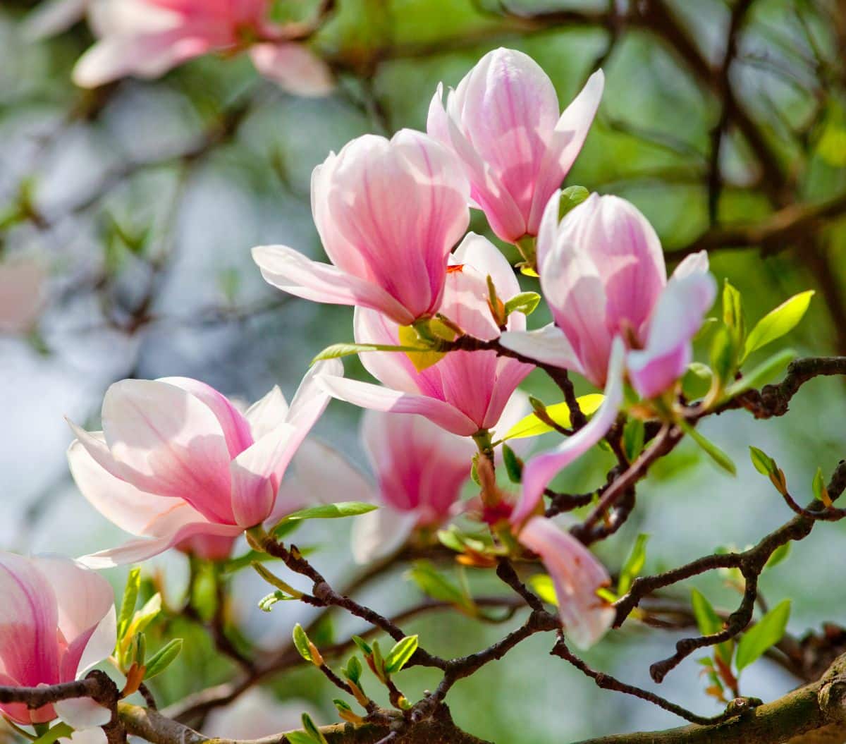 Pink-white flowers of a Magnolia shrub on a sunny day,