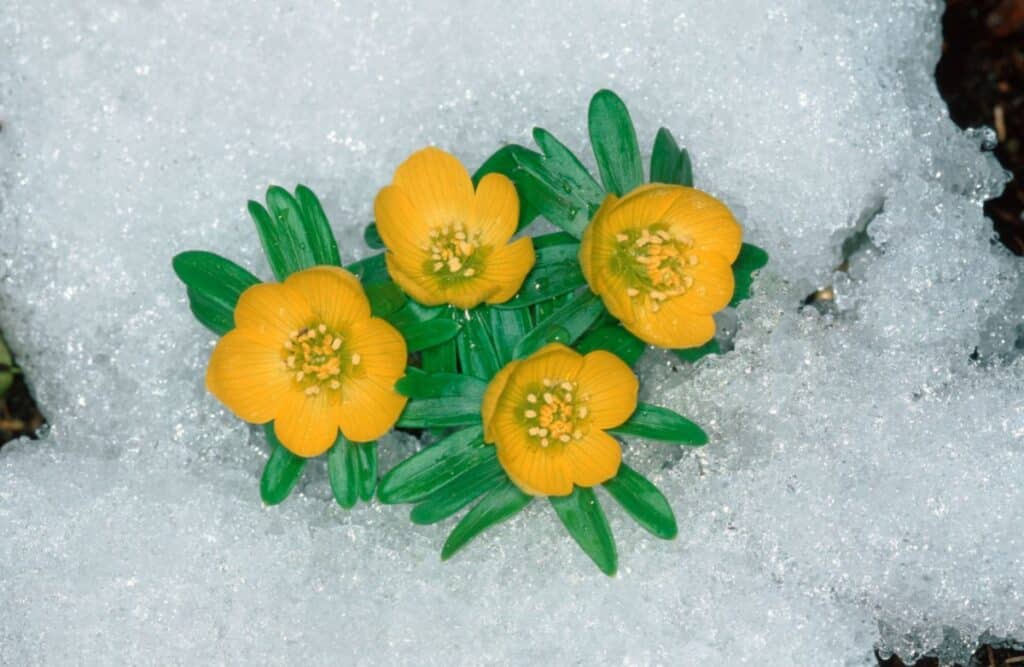 20 Beautiful Flowers That Bloom in Winter