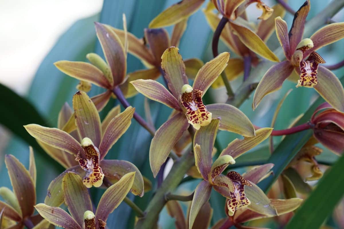 Boat Orchids flowers with green-brown petals and brown centers.