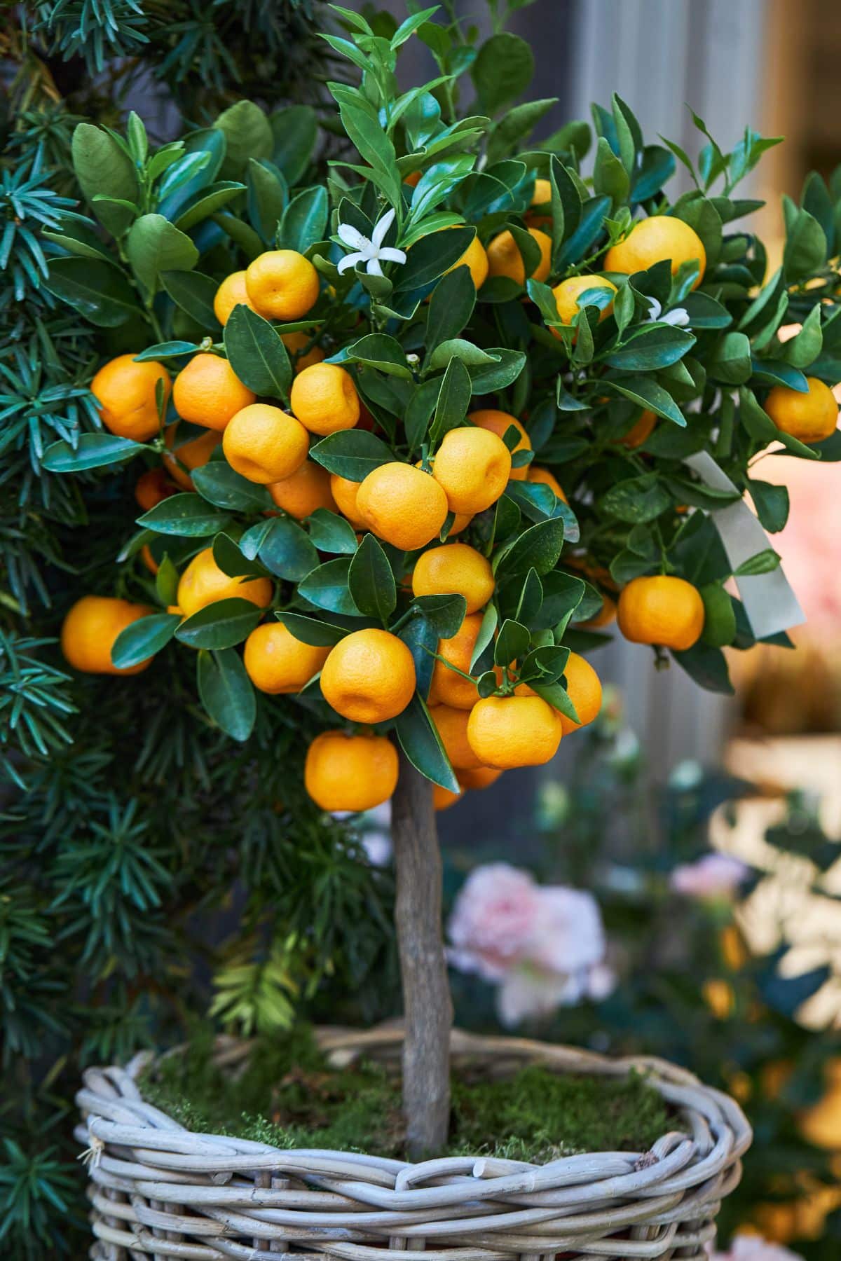 Citrus Tree with ripe fruits growing in a basket.