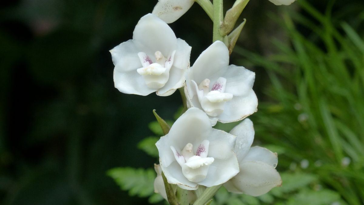Three beautiful white flowers of a Peristeria Elata Orchid.