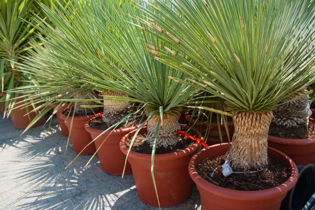 Dragon Trees are growing in pots on a sunny day.