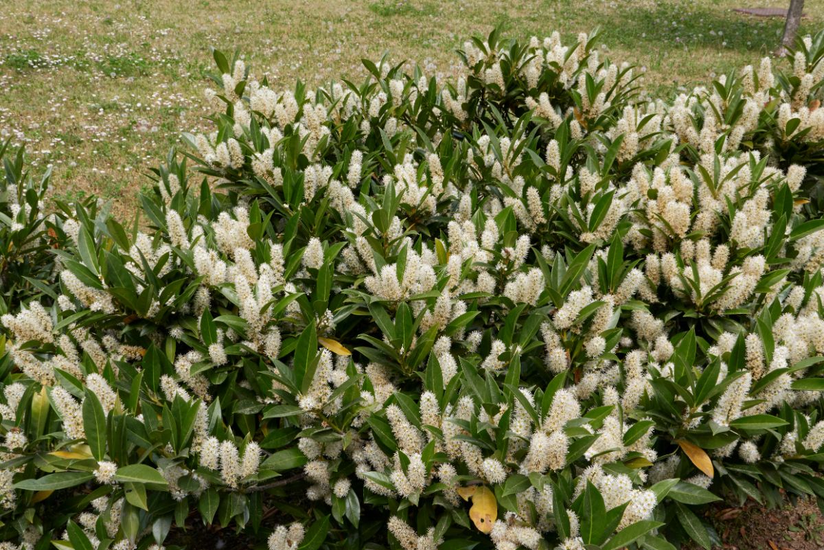 English Laurel shrub in white bloom.