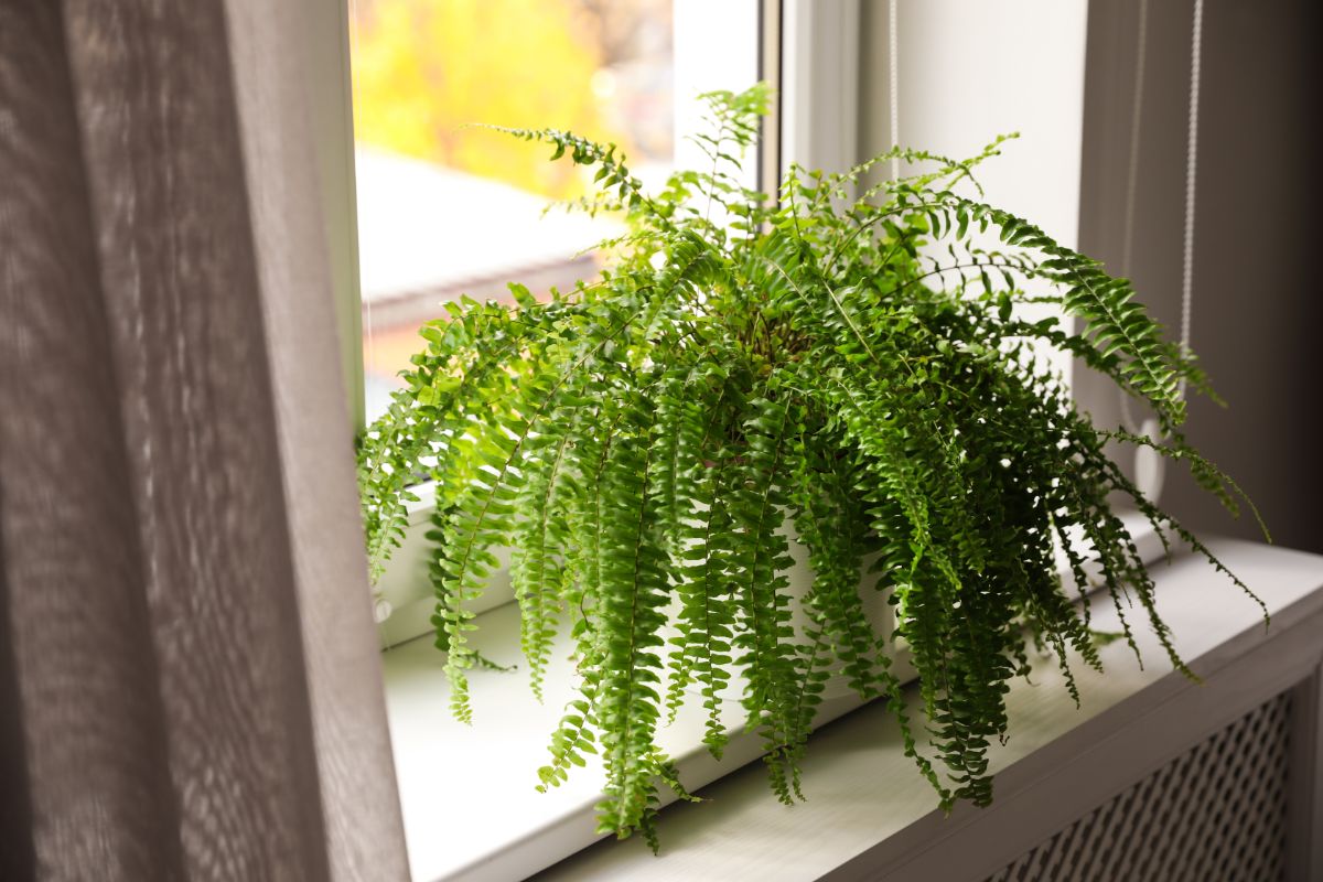 A fuzzy Fern plant in a white pot on a windowsill.