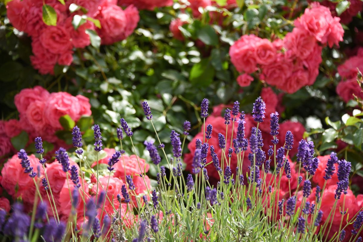 Lavender and red roses garden bed.