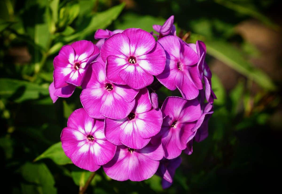 A cluster of vibrant pink flowers of Garden Phlox on a sunny day.