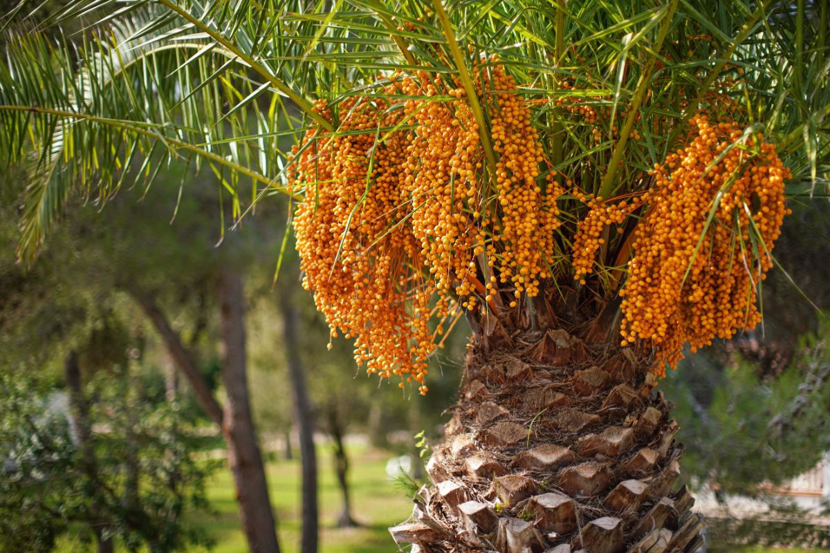 A Jelly Palm with clusters of orange flowers.