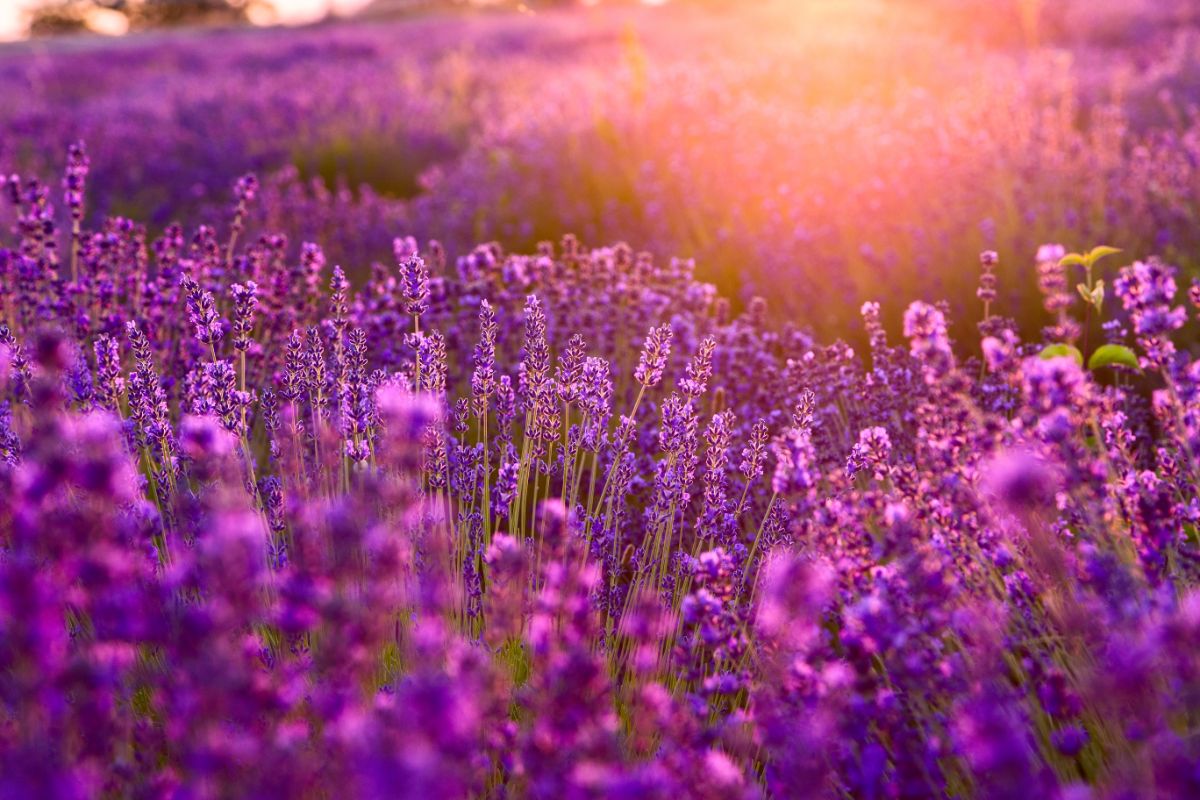 A Lavender field in full bloom on a sunny day.