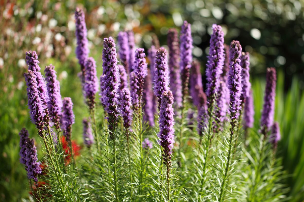 Liatris plants in pink bloom on a sunny day.