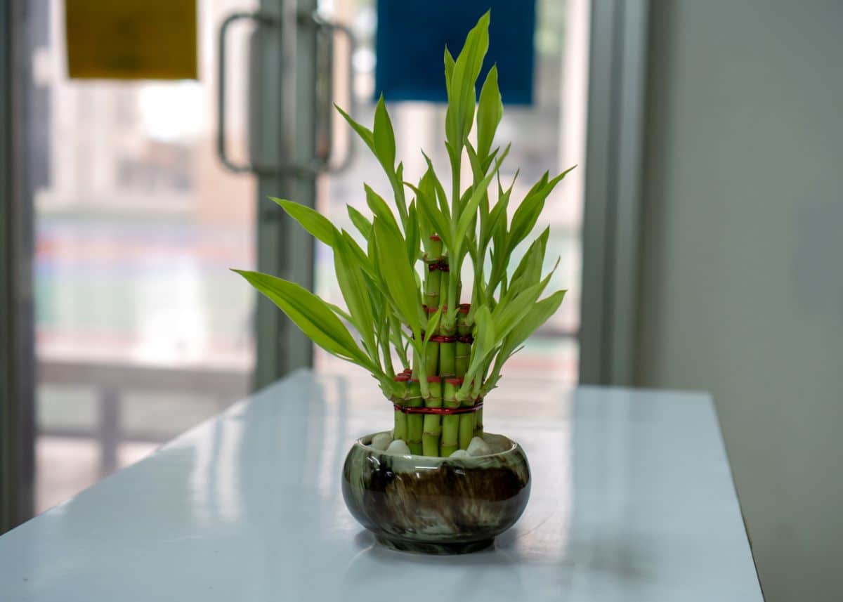 Lucky Bamboo Plant in a small pot on a table.
