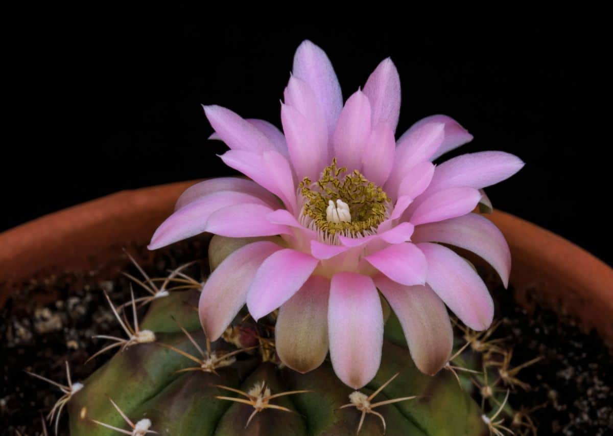 Spider Cactus with a pink flower in a pot.