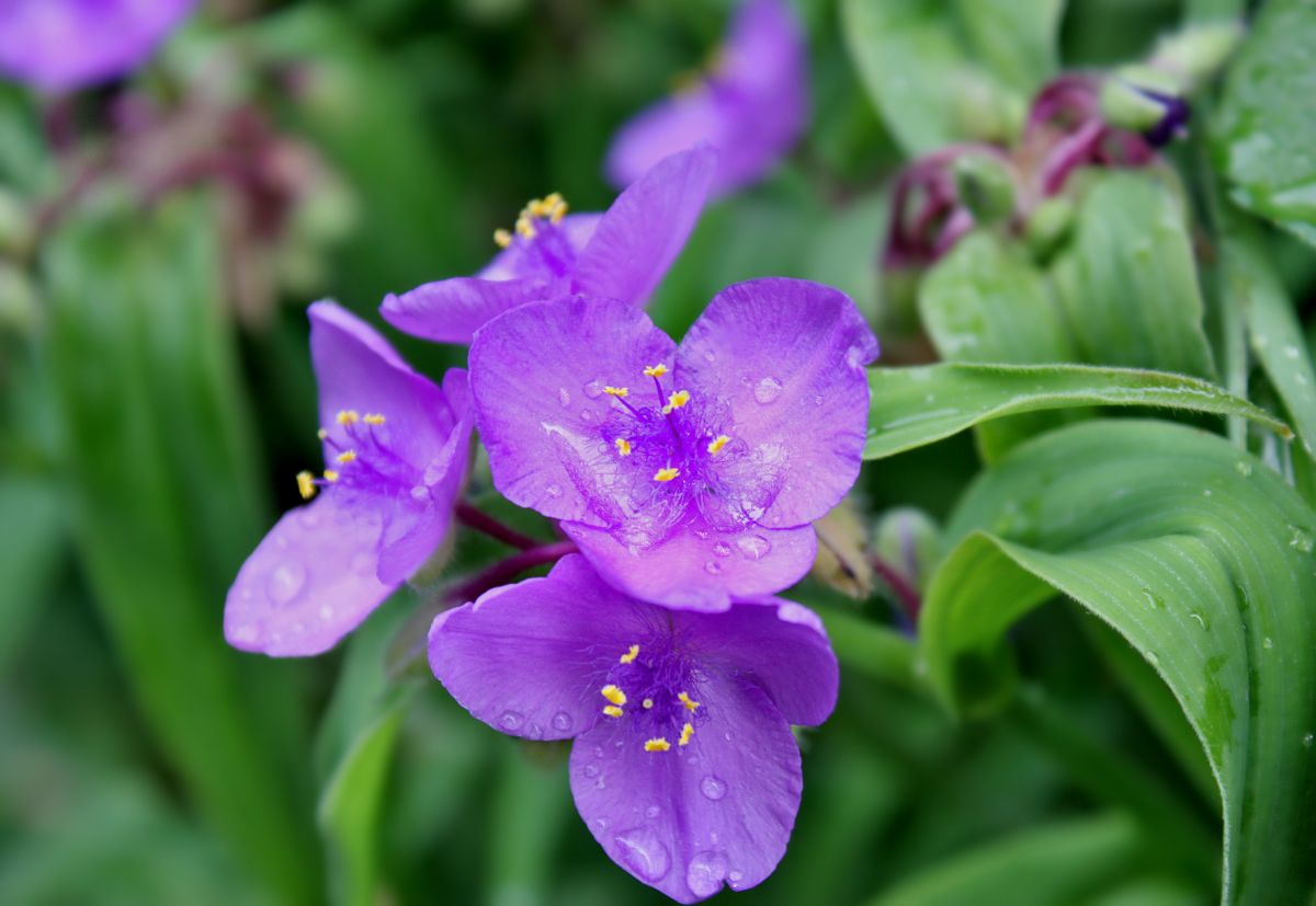 A close-up of purple flowers of Spiderwort.