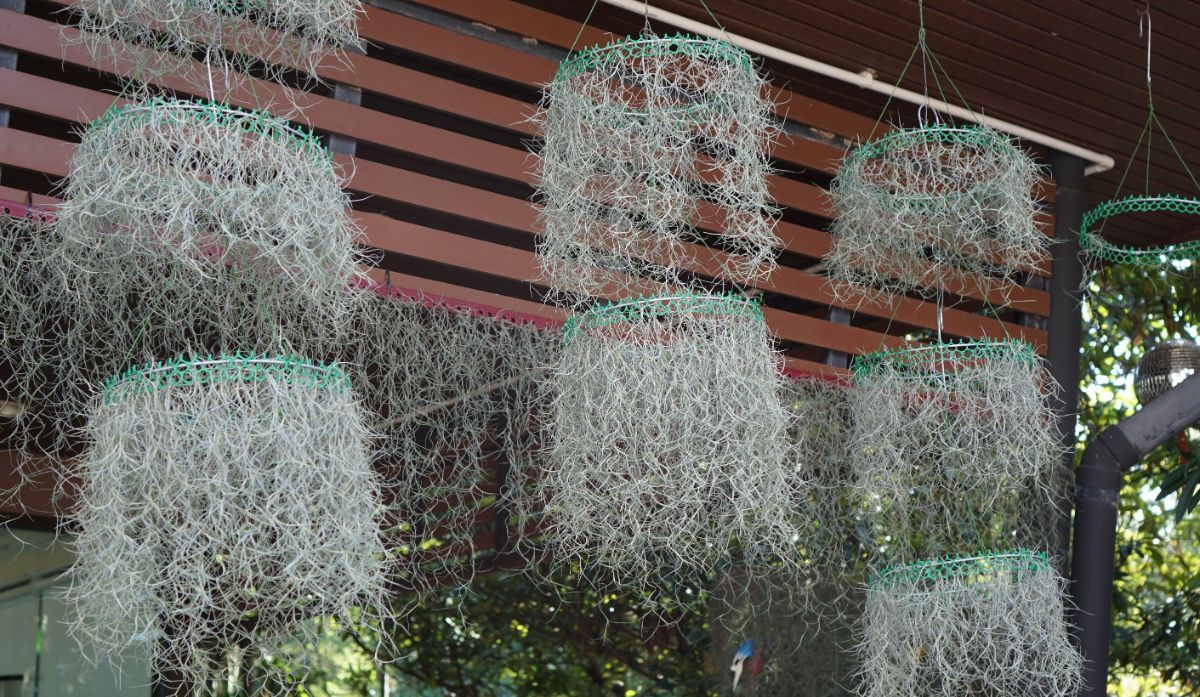 Tillandsia usneoides air plants hanging on ceilings.