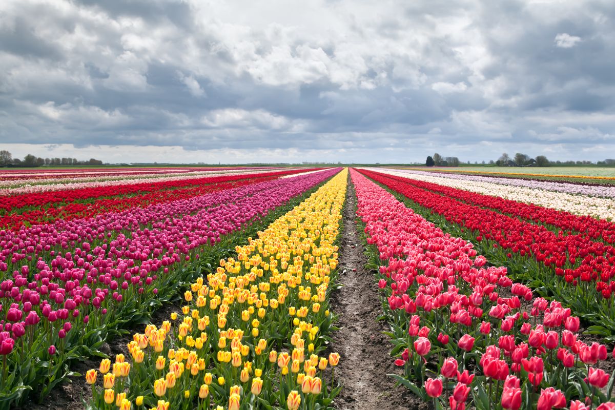 A Tulip farm with different varieties of tulips growing in rows.