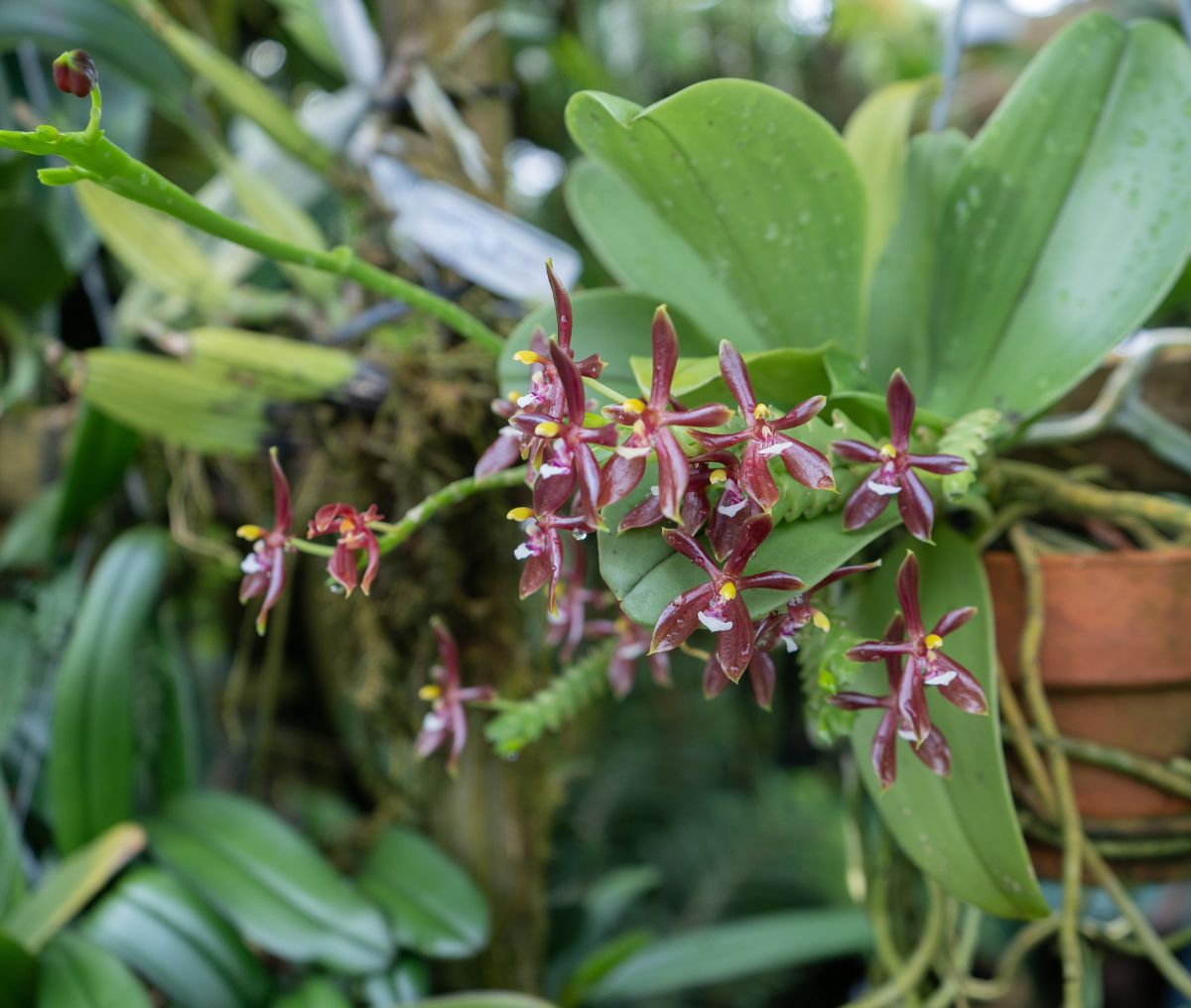 Antler Orchid flowers with dark petals and yellow centers.