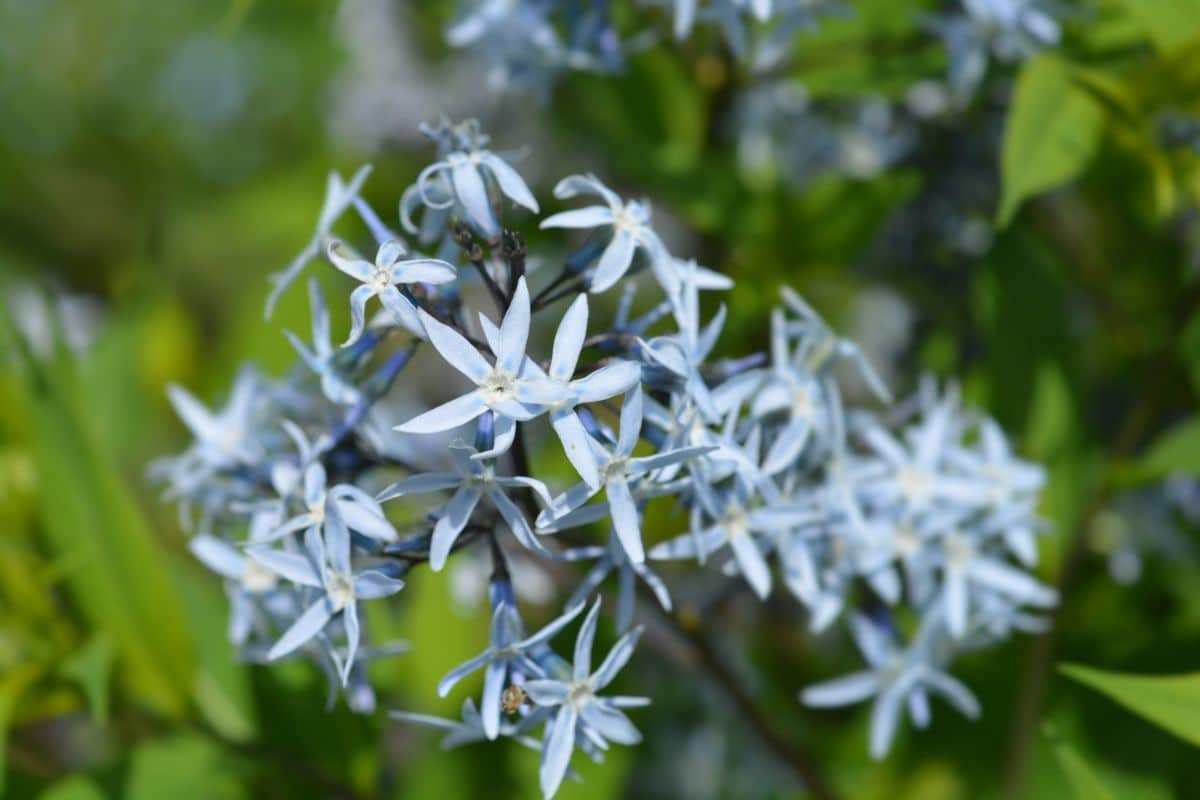 A close-up of Bluestar blue flowers.