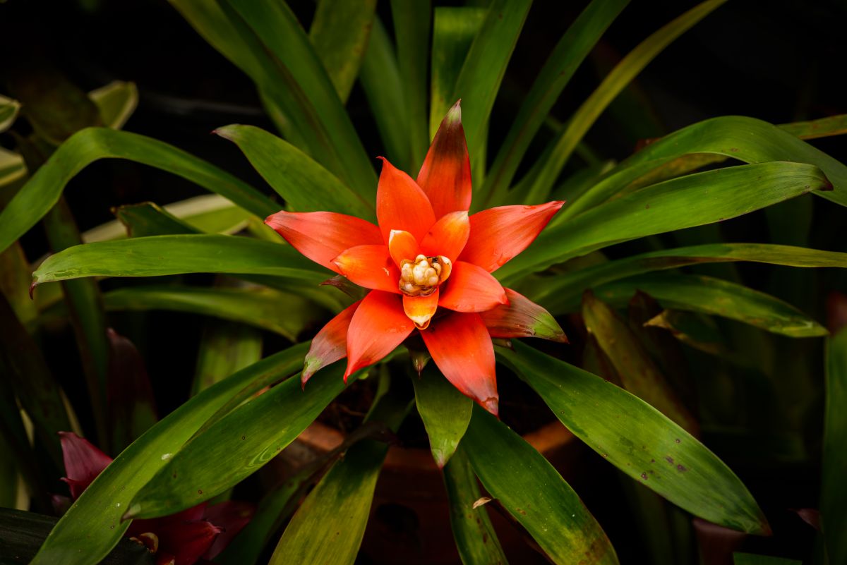 A close-up of a Bromeliads plant in red bloom.