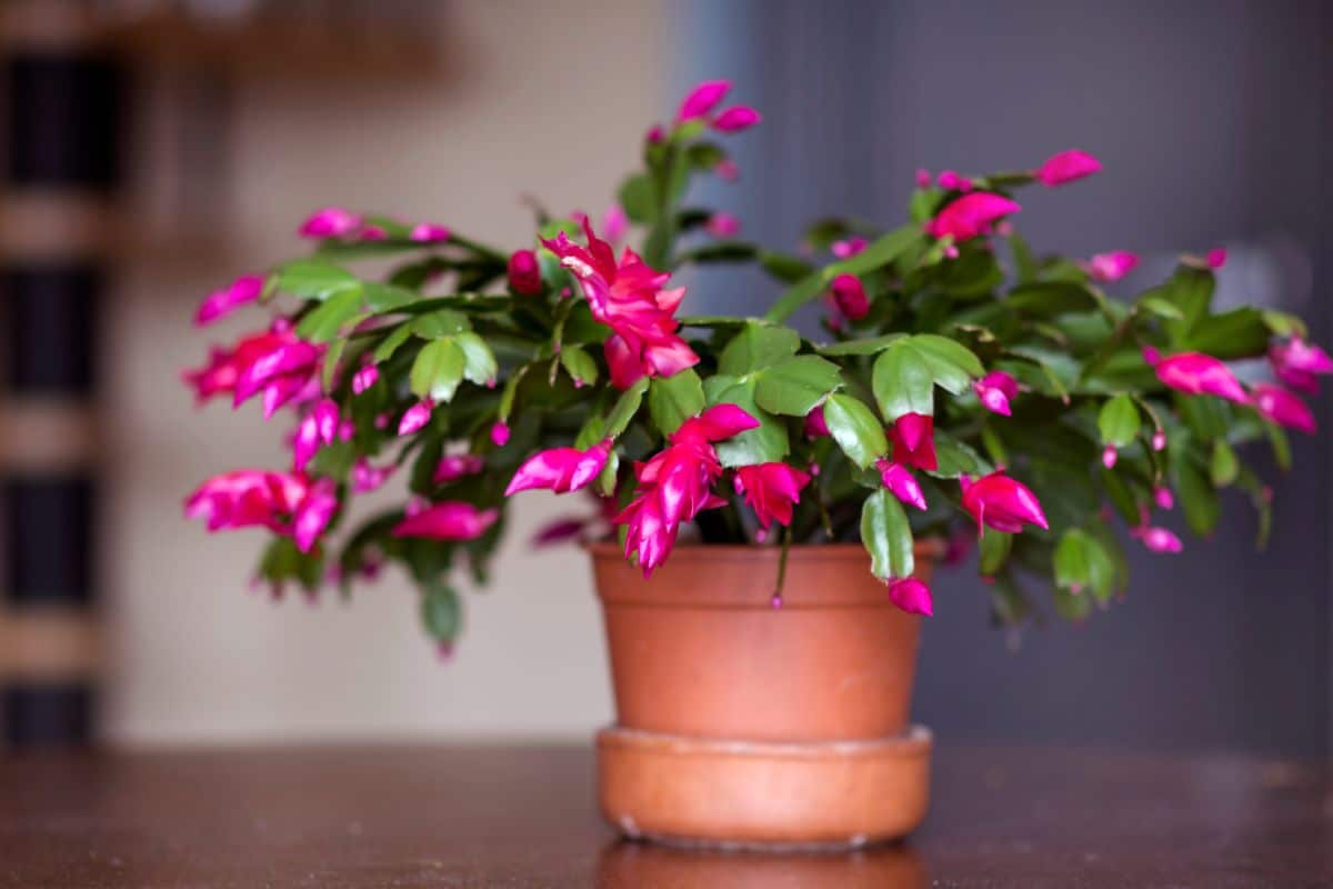 A beautiful Christmas Cactus in pink bloom in a pot.