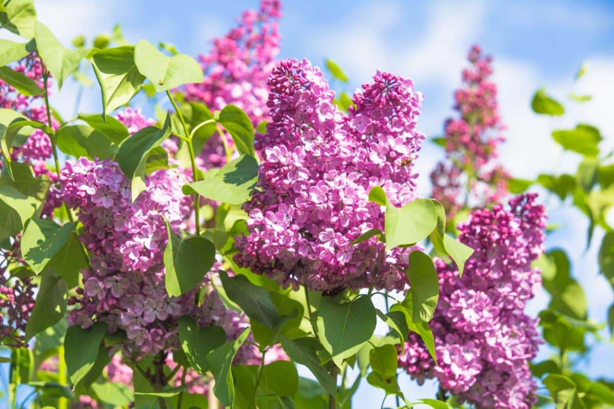 Common Purple Lilac in purple bloom on a sunny day.