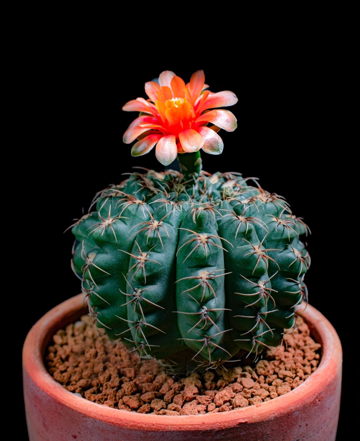 Dwarf Chin Cactus with a red flower in a pot.