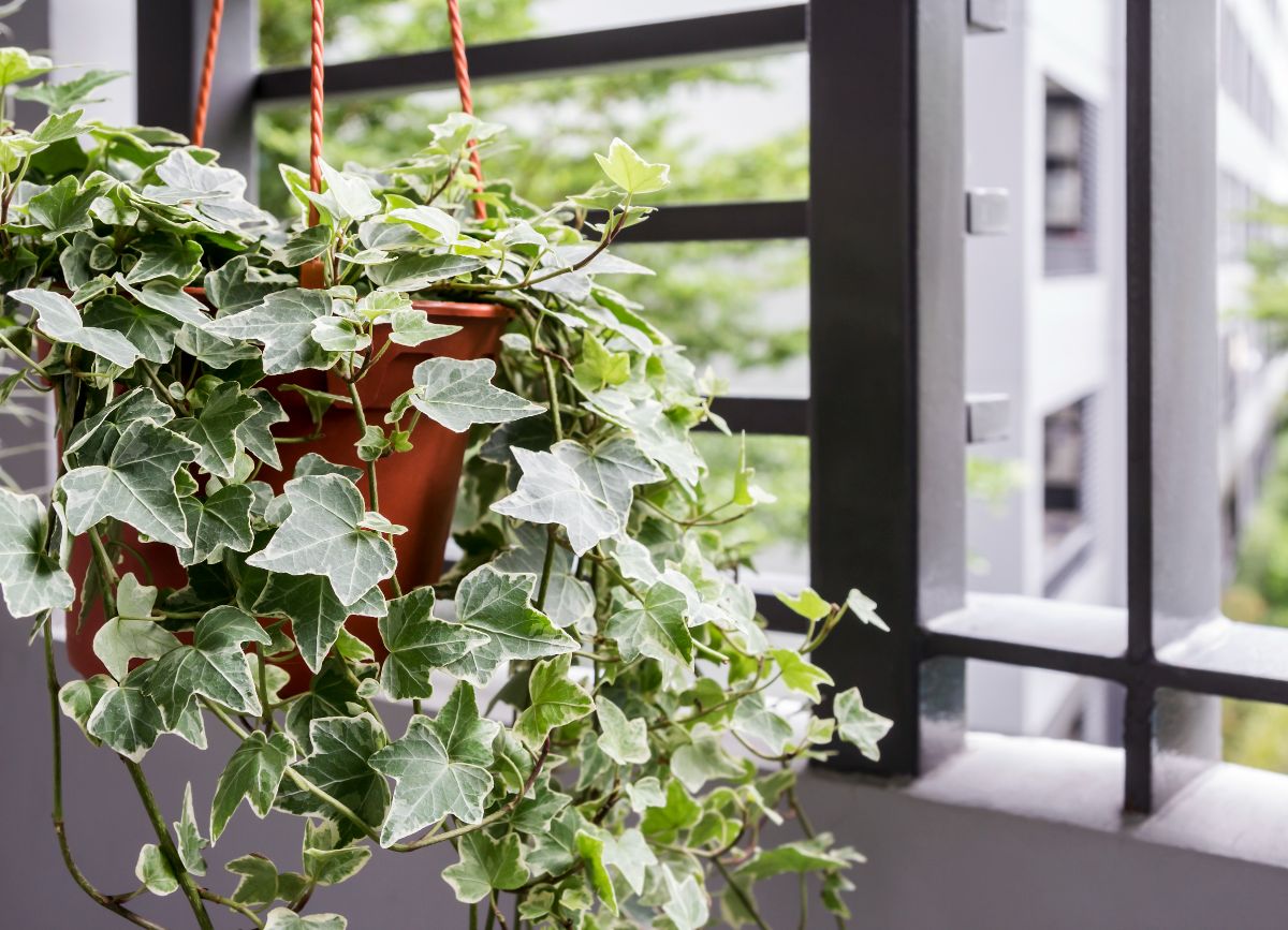 English Ivy grows in a hanging pot near a window.