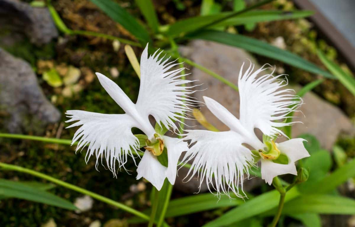 Habenaria radiate white flowers that resemble flying birds.
