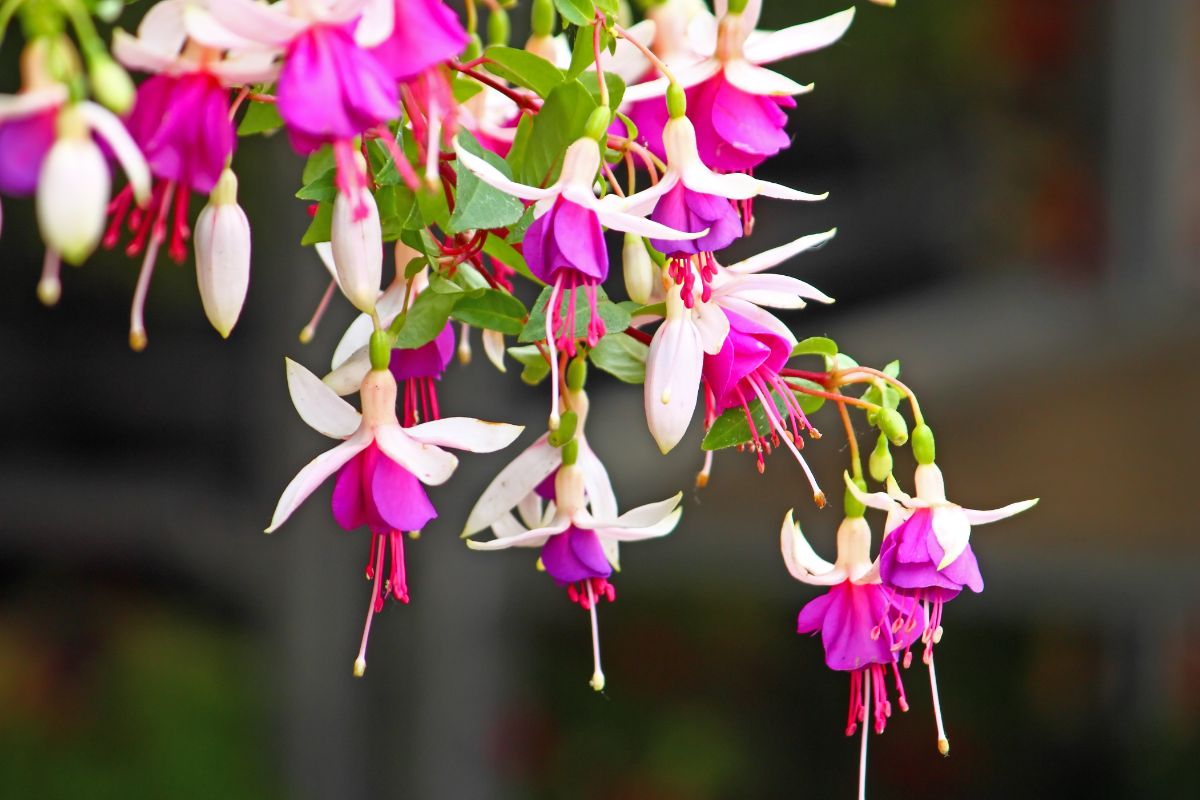 A Fuchsia plant in pink bloom.