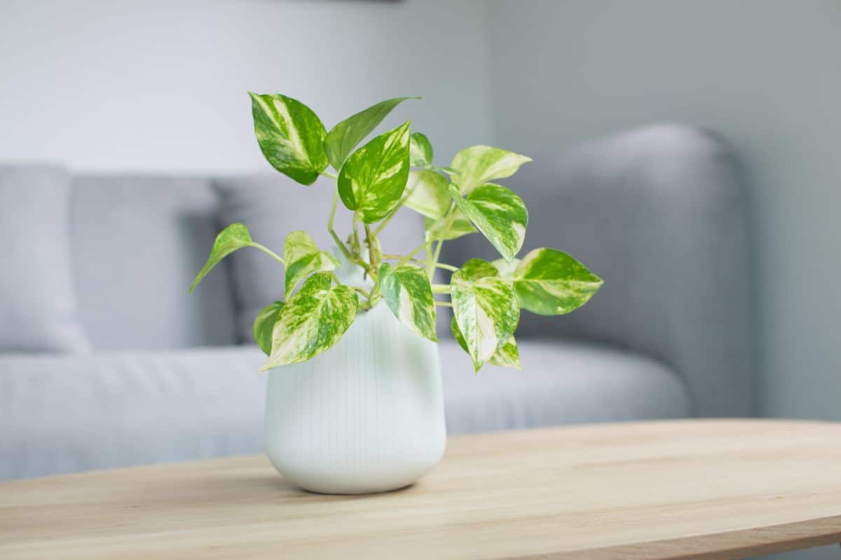 Golden Pothos with striped foliage in a white pot on a coffee table.