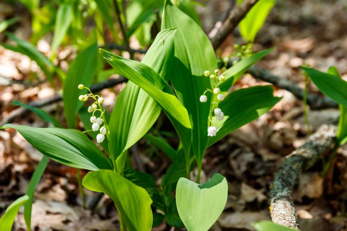 Lily of the Valley plants in white bloom in the forest.