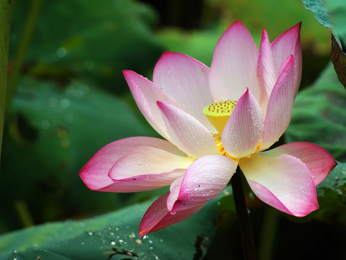 A beautiful Lotus flower with white petals with, pink edges, and a yellow center.