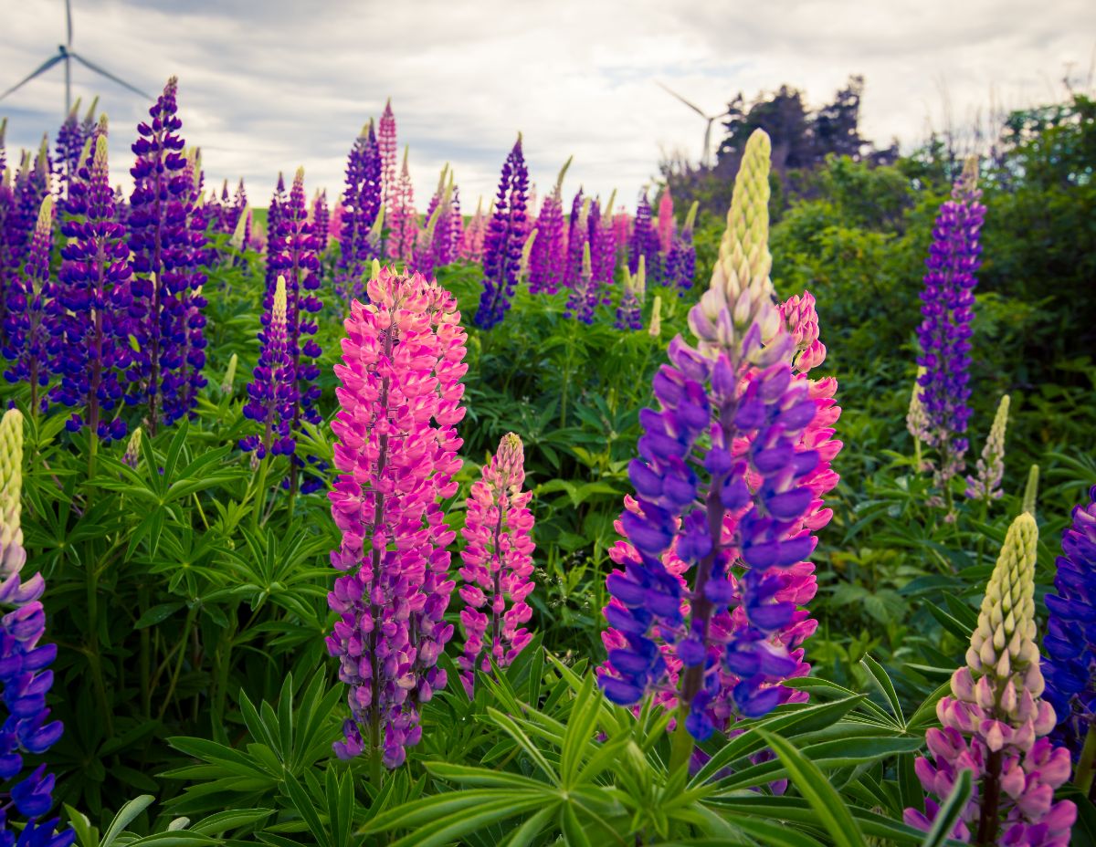 Wild Lupines in beautiful colorful bloom.