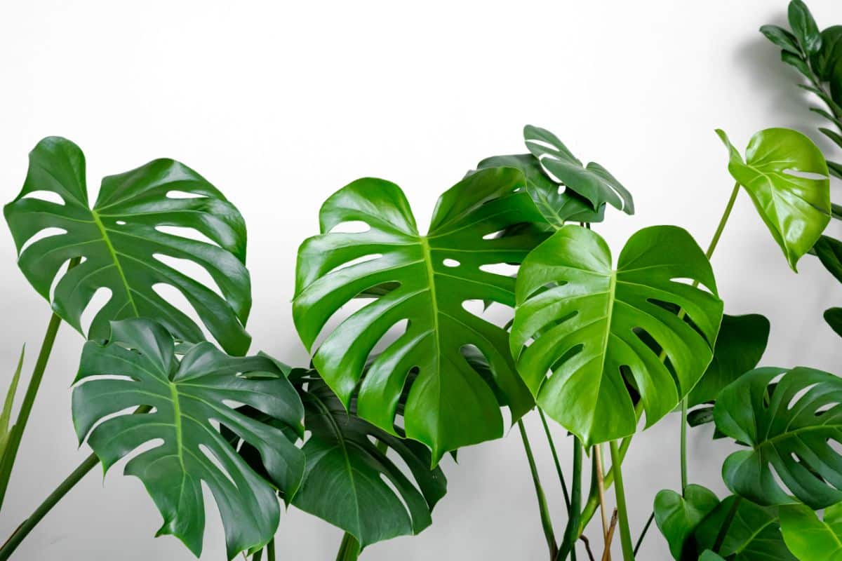 Monstera Deliciosa with big green leaves with holes.