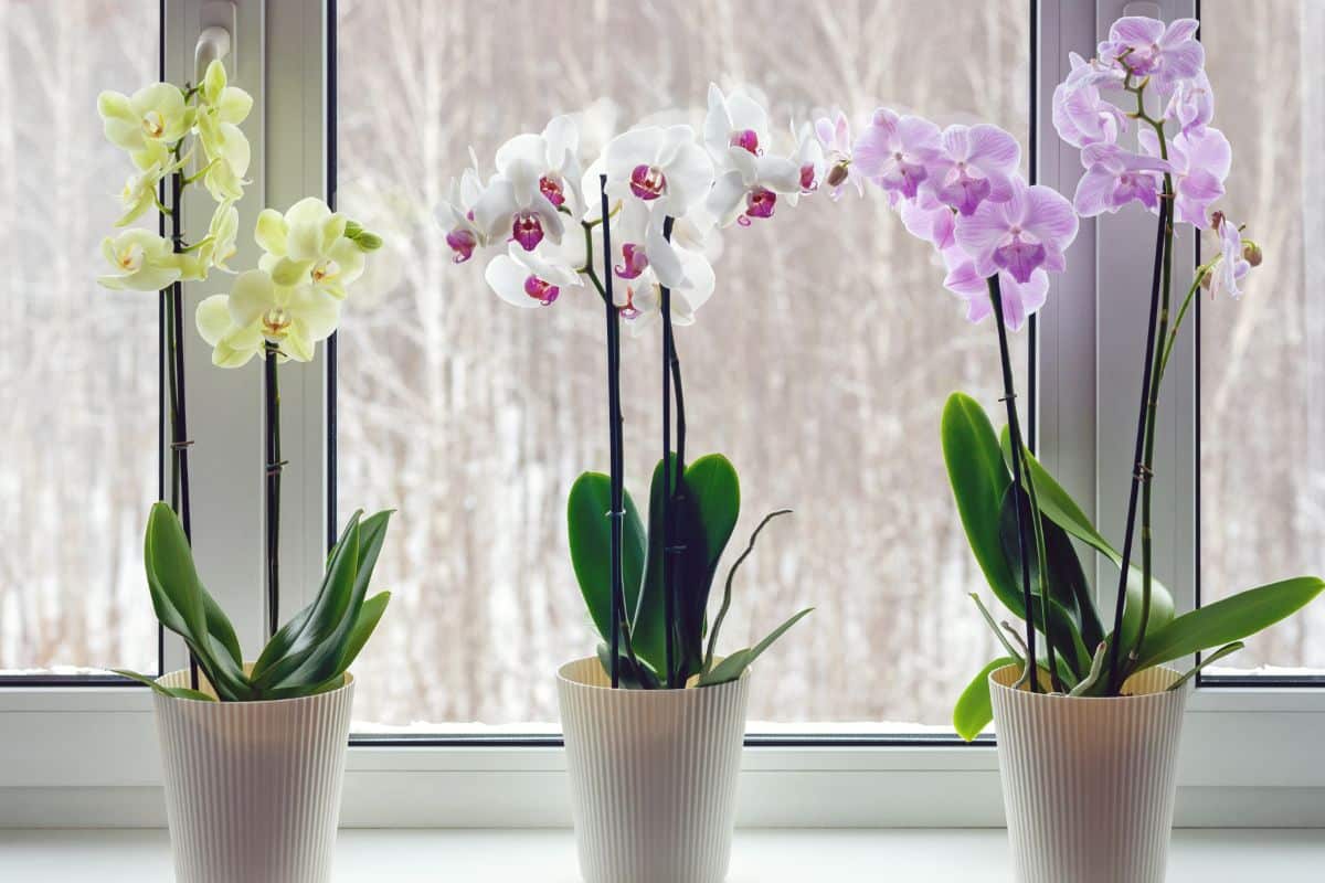 Three different varieties of Orchids in pots on a windowsill.