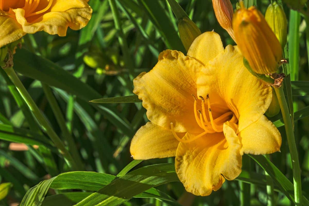 A close-up of a yellow flower of Stella de Oro Daylily on a sunny day.