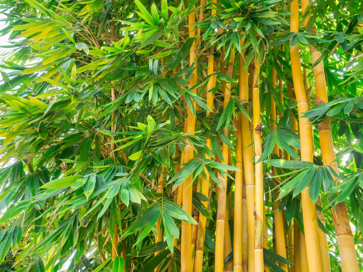 A tall Clumping Bamboo.
