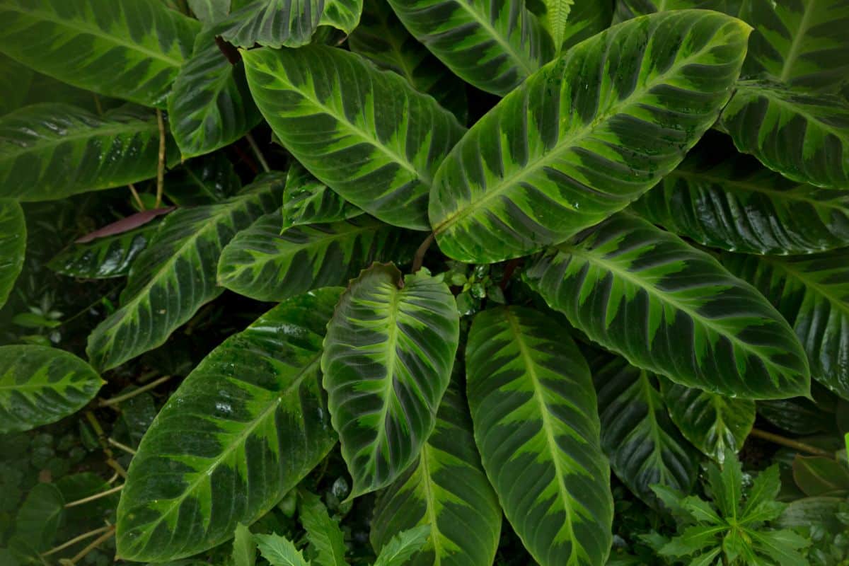 Beautiful striped foliage of a Jungle Velvet Calathea plant.