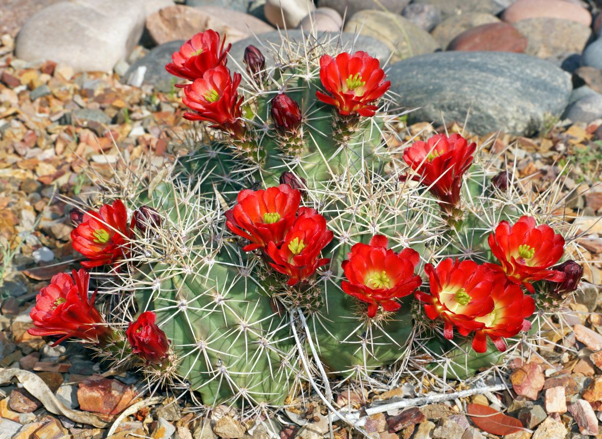 Claret Cup Cactus with vibrant-red flowers on a sunny day.