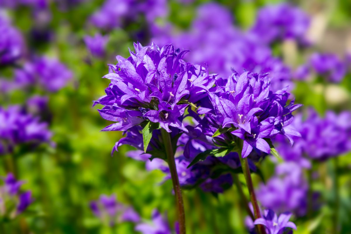 A close-up of Clustered Bellflower purple flowers on a sunny day.