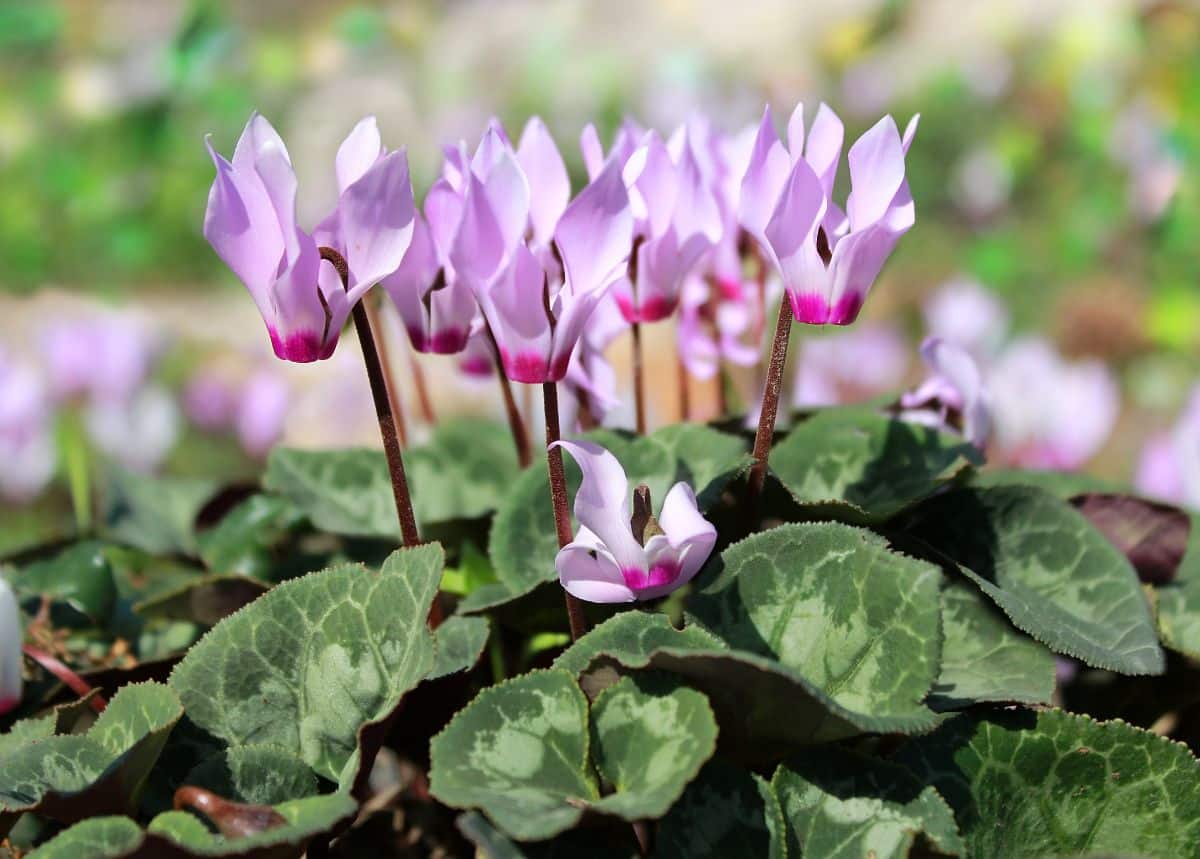 Cyclamen in pink bloom on a sunny day.