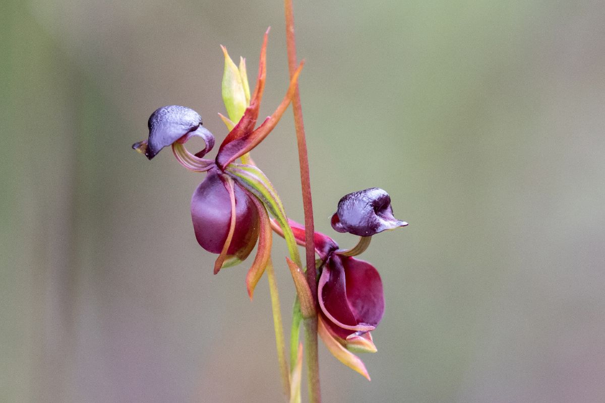 Two flowers of a Caleana Major plant that resemble ducks.